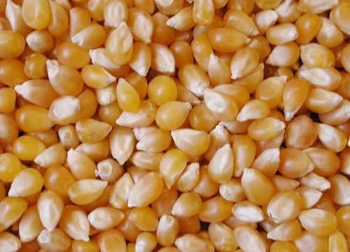 dindayalandsons-commodity-popcorn-maize